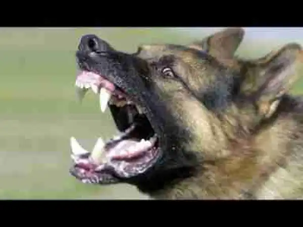 Video: Top 10 Talkative Dog Breeds